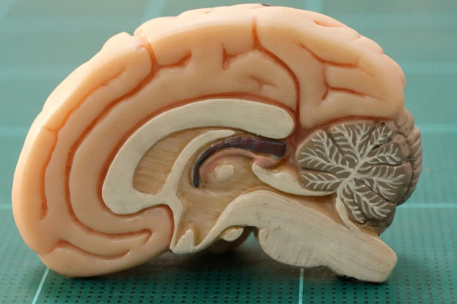Méditation et conscience pure : que nous apprend la science sur nos états mentaux ?